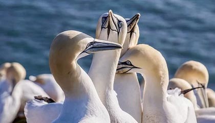 开云体育_《新神雕侠侣手游》电竞赛事即将开启，全新赛制引热议