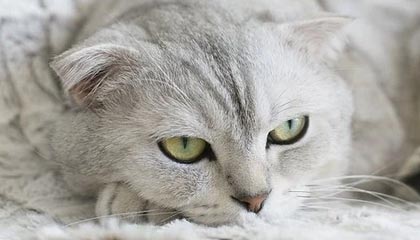 开云体育_《新射雕英雄传手游》电竞联赛即将启动，玩家期待值爆棚