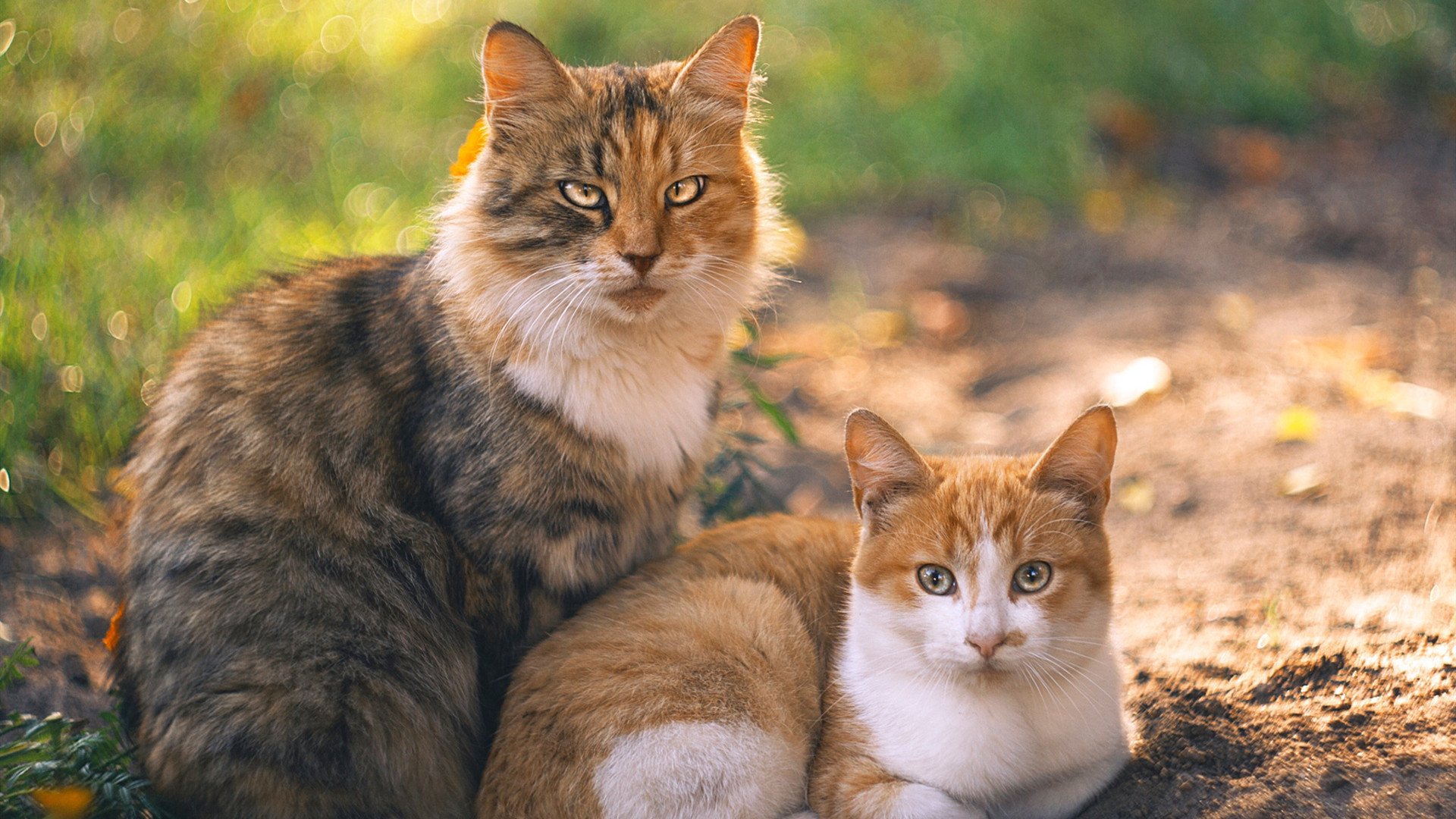 “西甲焦点对决：豪门对攻拼拼尽全力”，西甲豪门有哪些