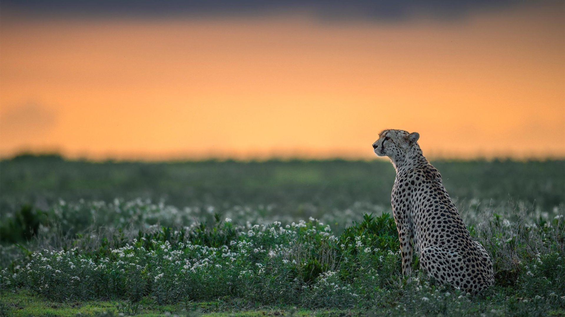 中国三人篮球女队注重投篮训练，中国三人女篮什么意思
