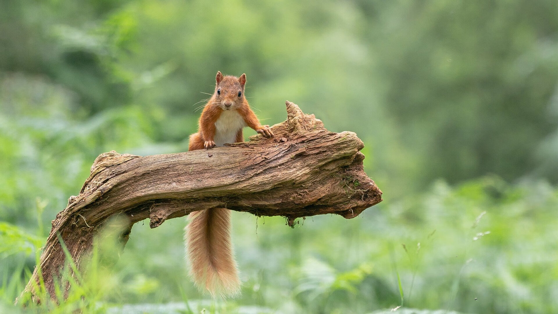 丁俊晖自评新赛季目标为稳定进前八，丁俊晖最近